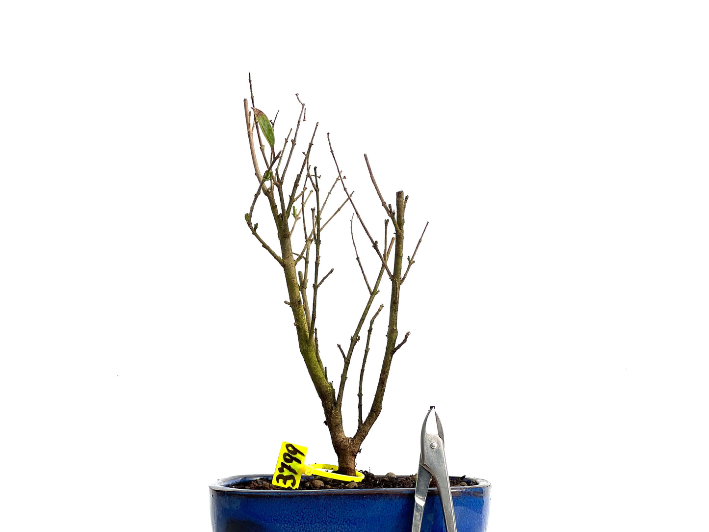 Ligustrum Ibota 3799