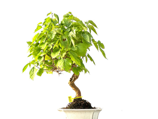 Morus Alba 2148