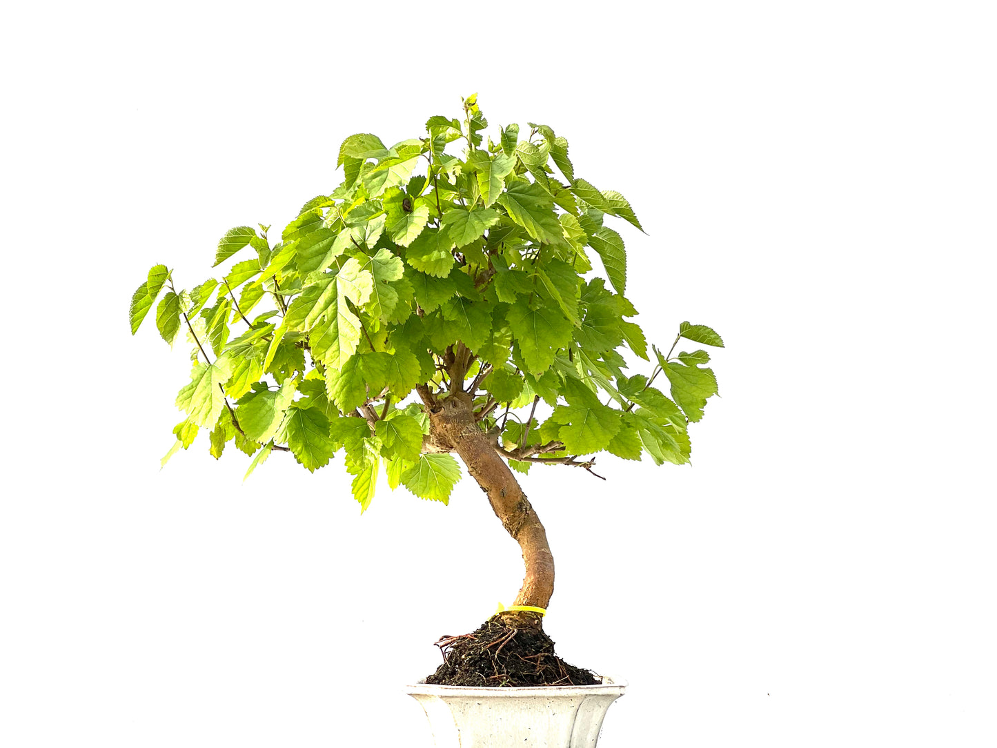 Morus Alba 2148