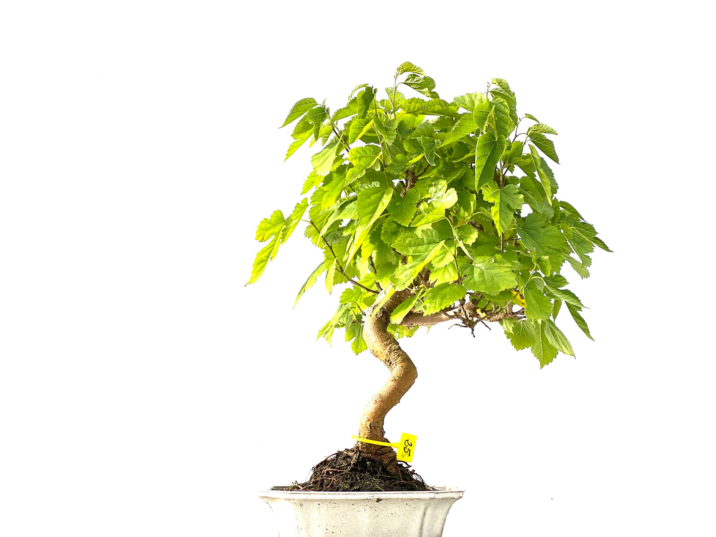 Morus Alba 2148