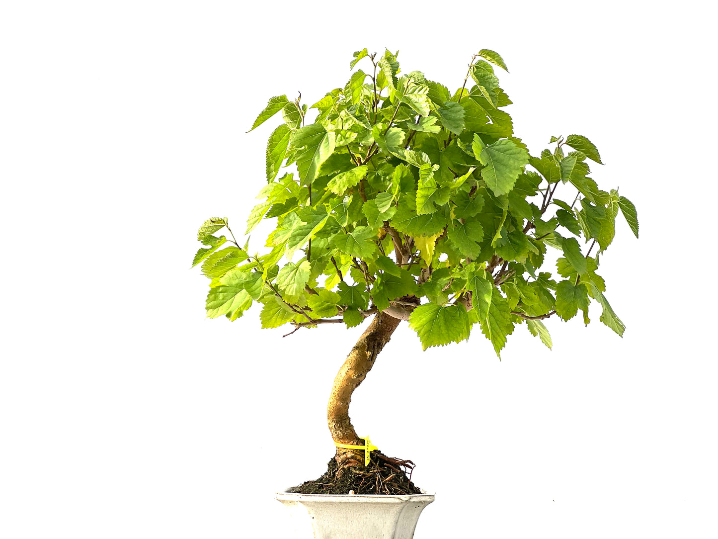 Morus Alba 2148