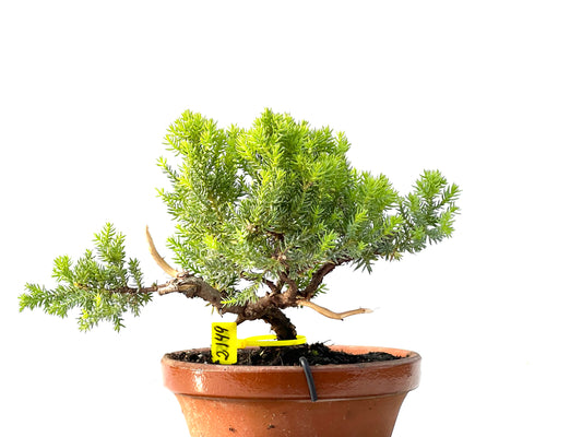 Juniperus Procumbens Nana 2149