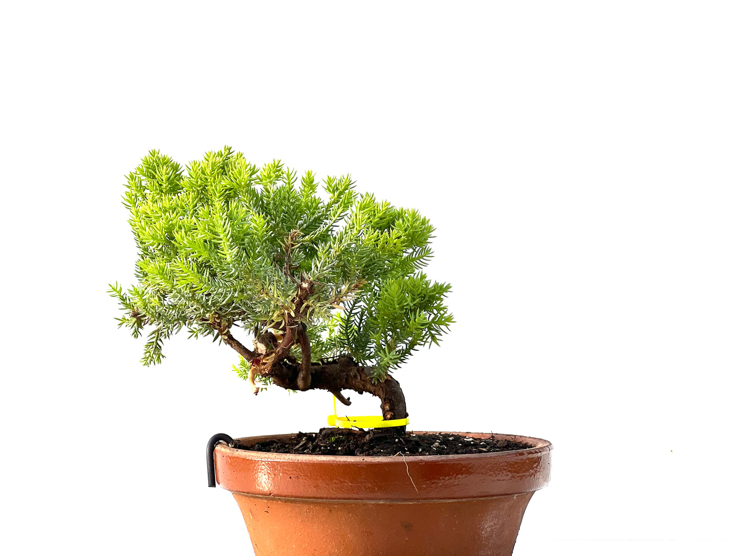 Juniperus Procumbens Nana 2149