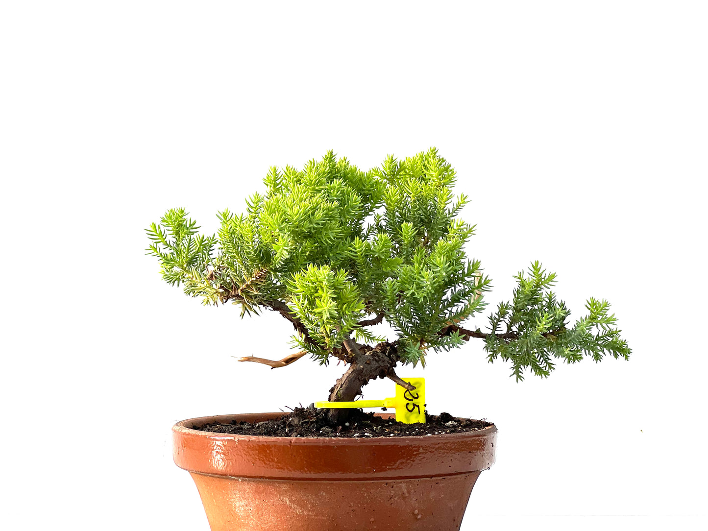 Juniperus Procumbens Nana 2149