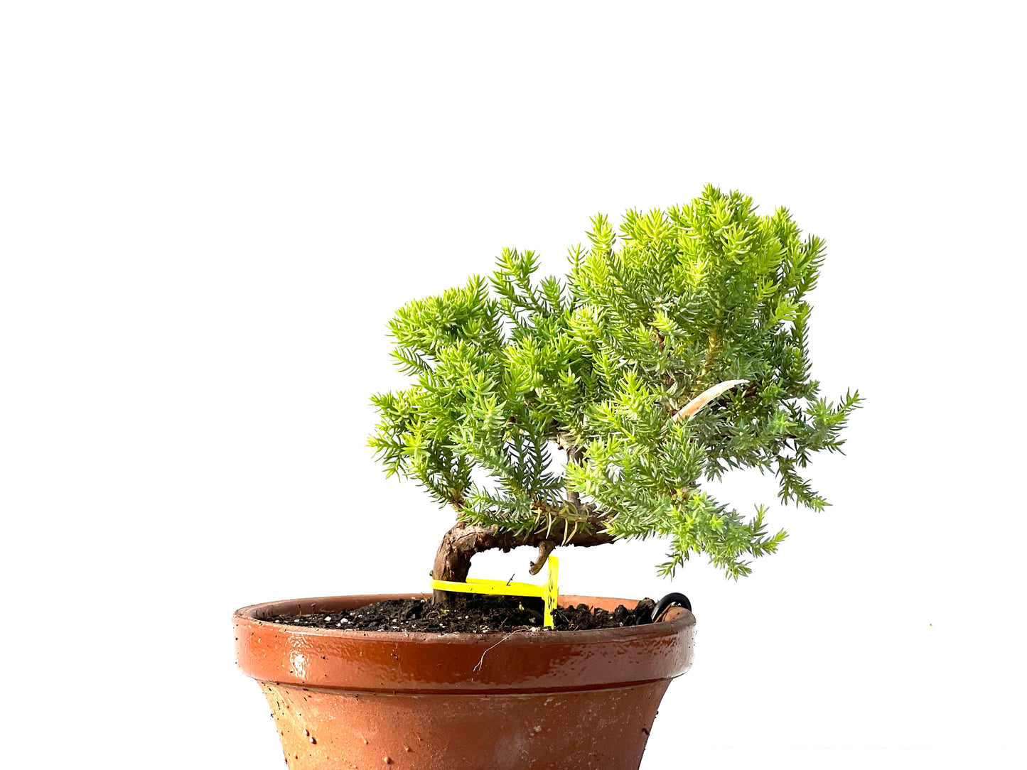 Juniperus Procumbens Nana 2149