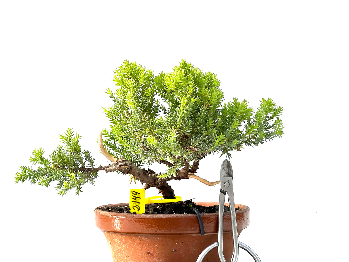 Juniperus Procumbens Nana 2149