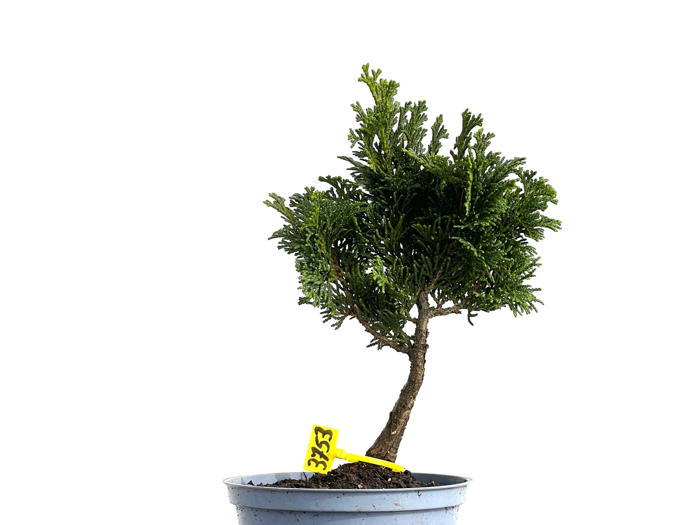 Chamaecyparis Obtusa Nana 3753