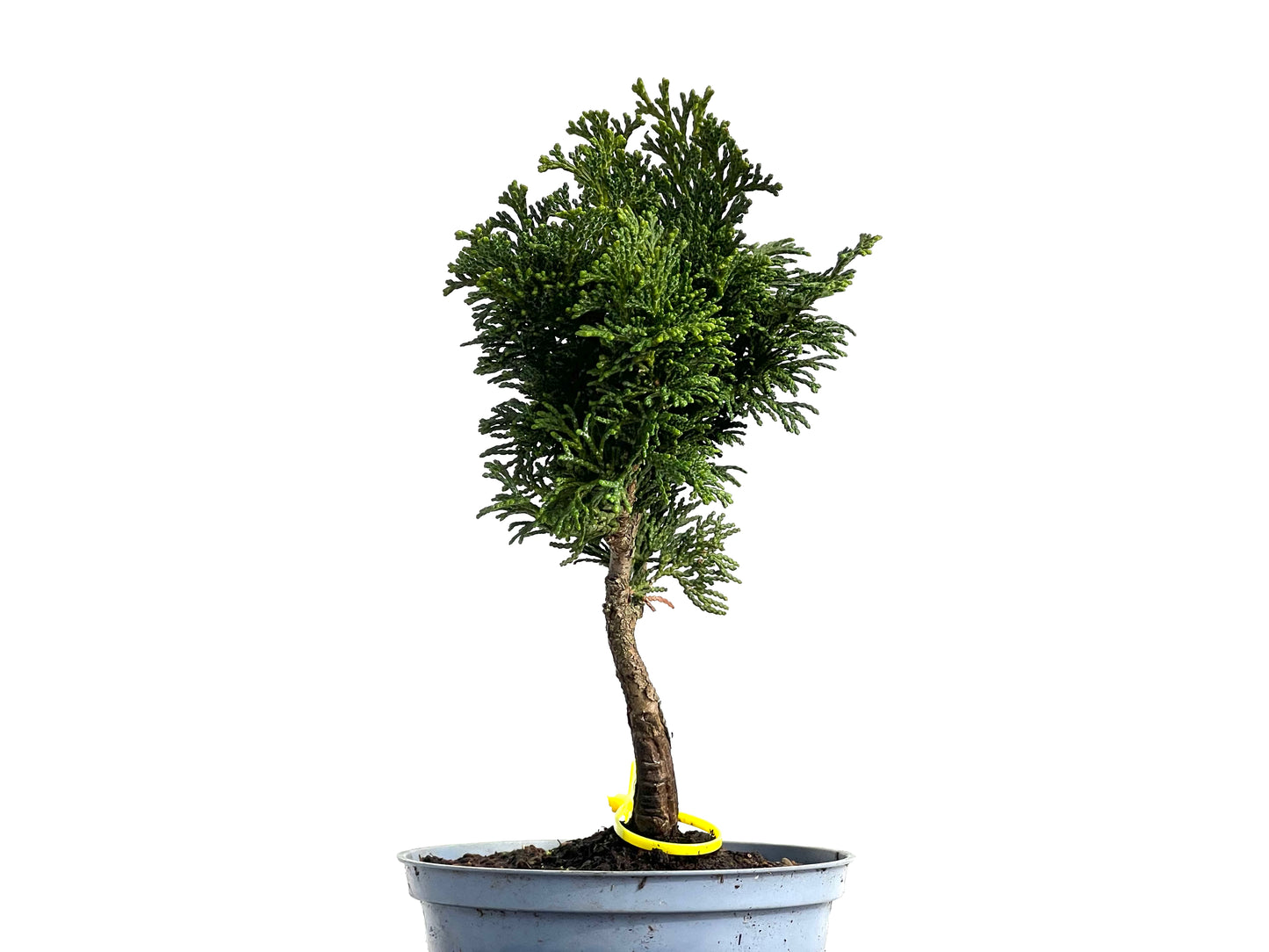 Chamaecyparis Obtusa Nana 3753