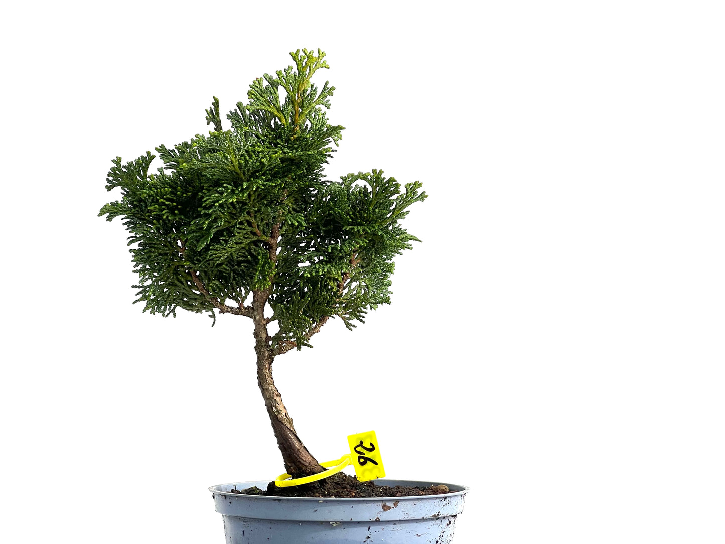 Chamaecyparis Obtusa Nana 3753