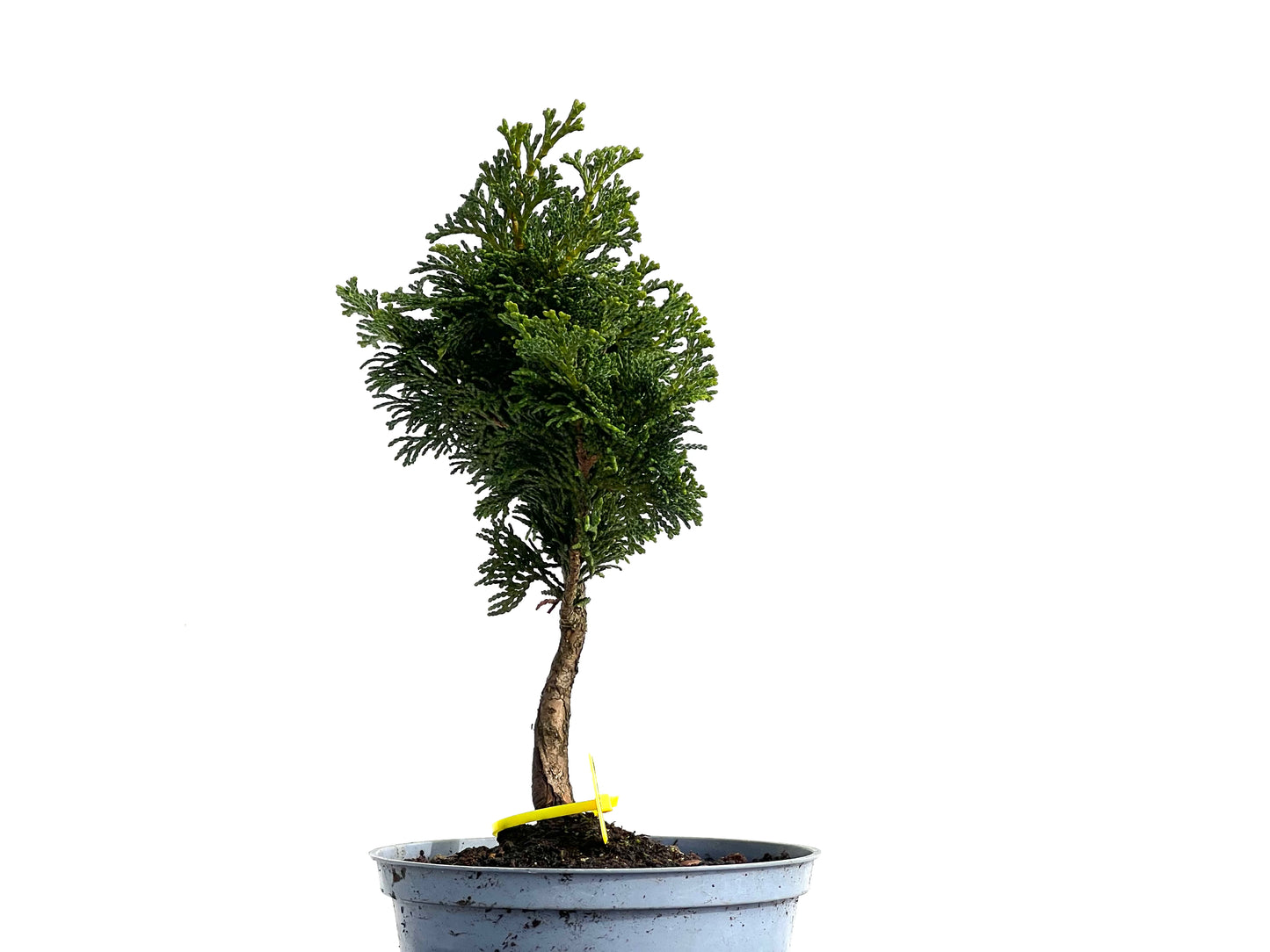 Chamaecyparis Obtusa Nana 3753