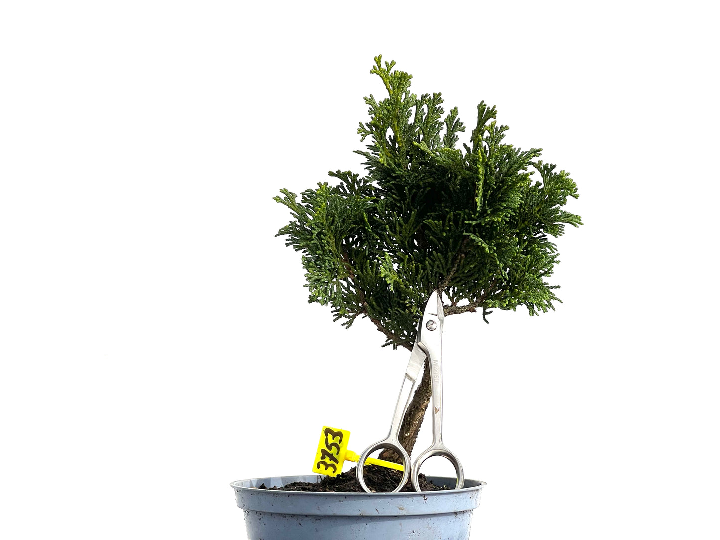 Chamaecyparis Obtusa Nana 3753