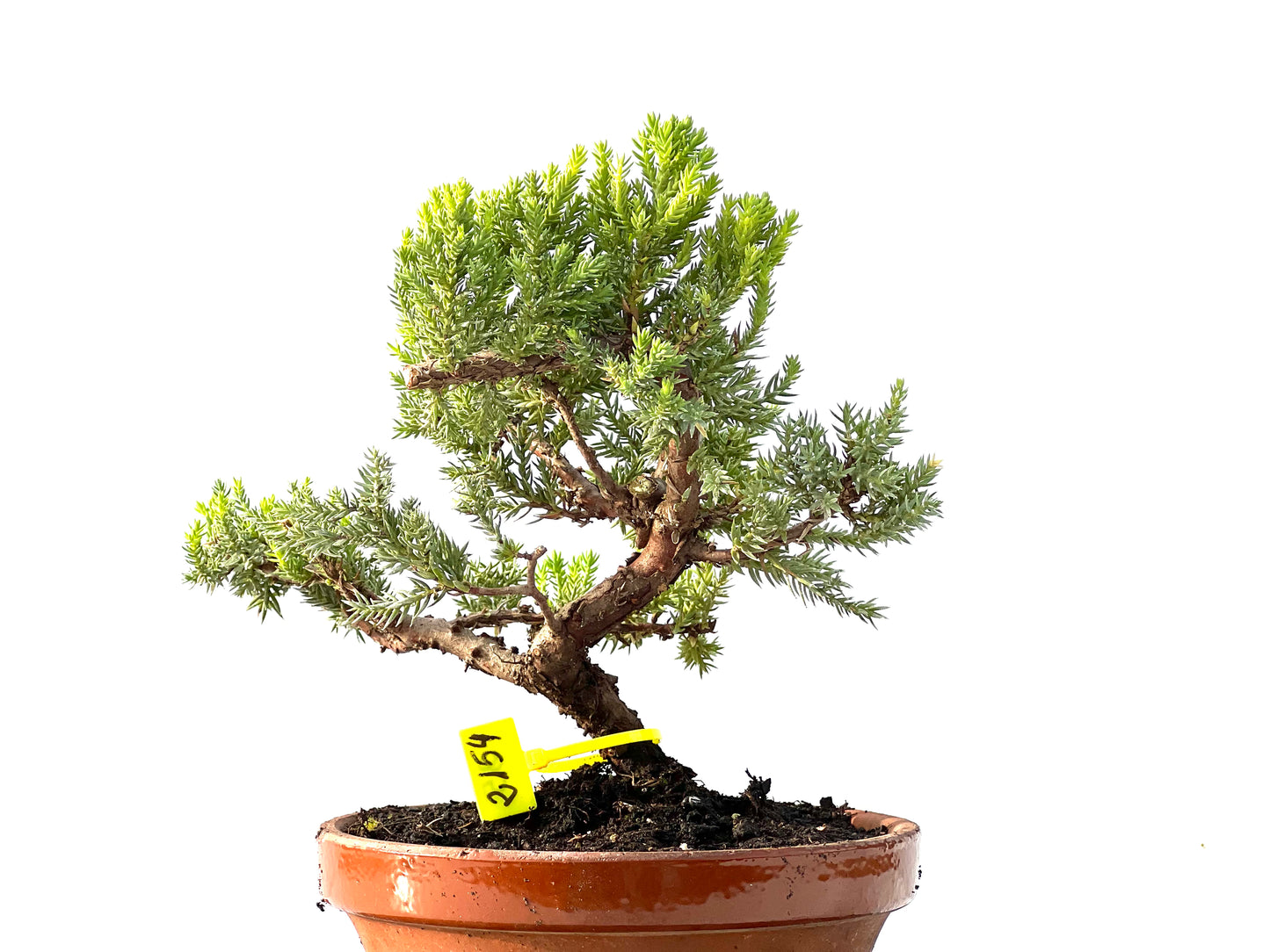 Juniperus Procumbens Nana 2154