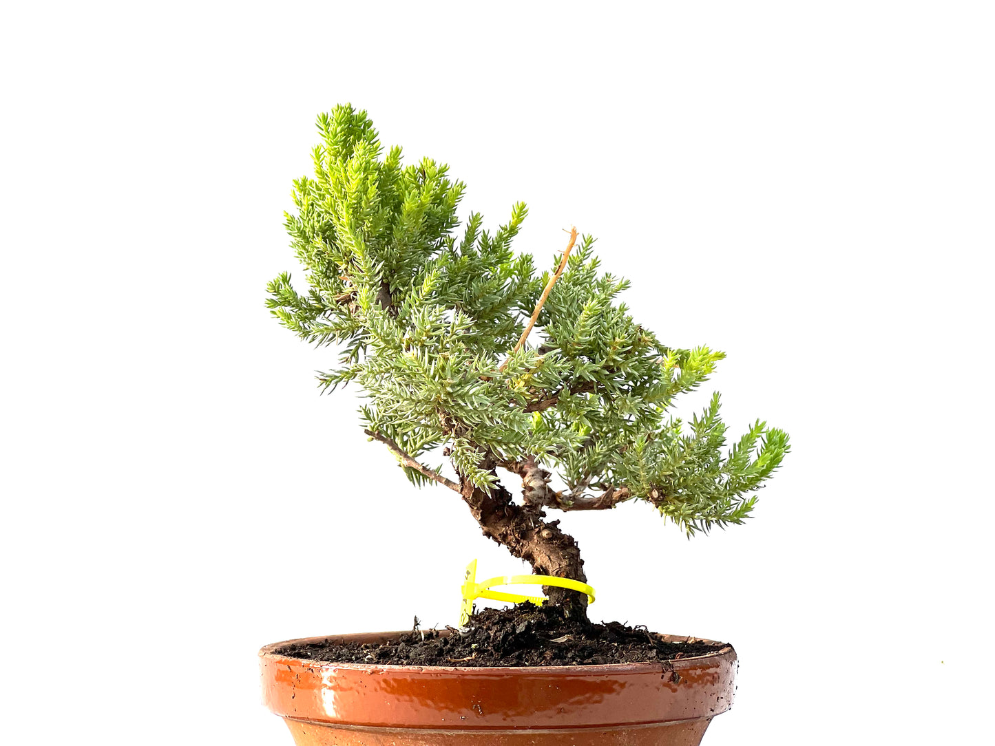 Juniperus Procumbens Nana 2154