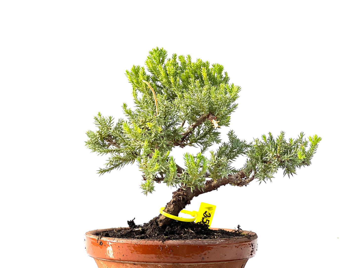 Juniperus Procumbens Nana 2154