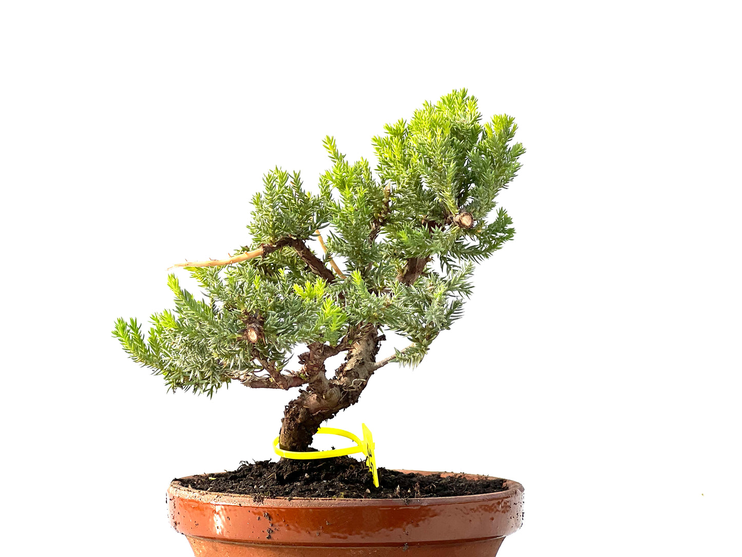 Juniperus Procumbens Nana 2154