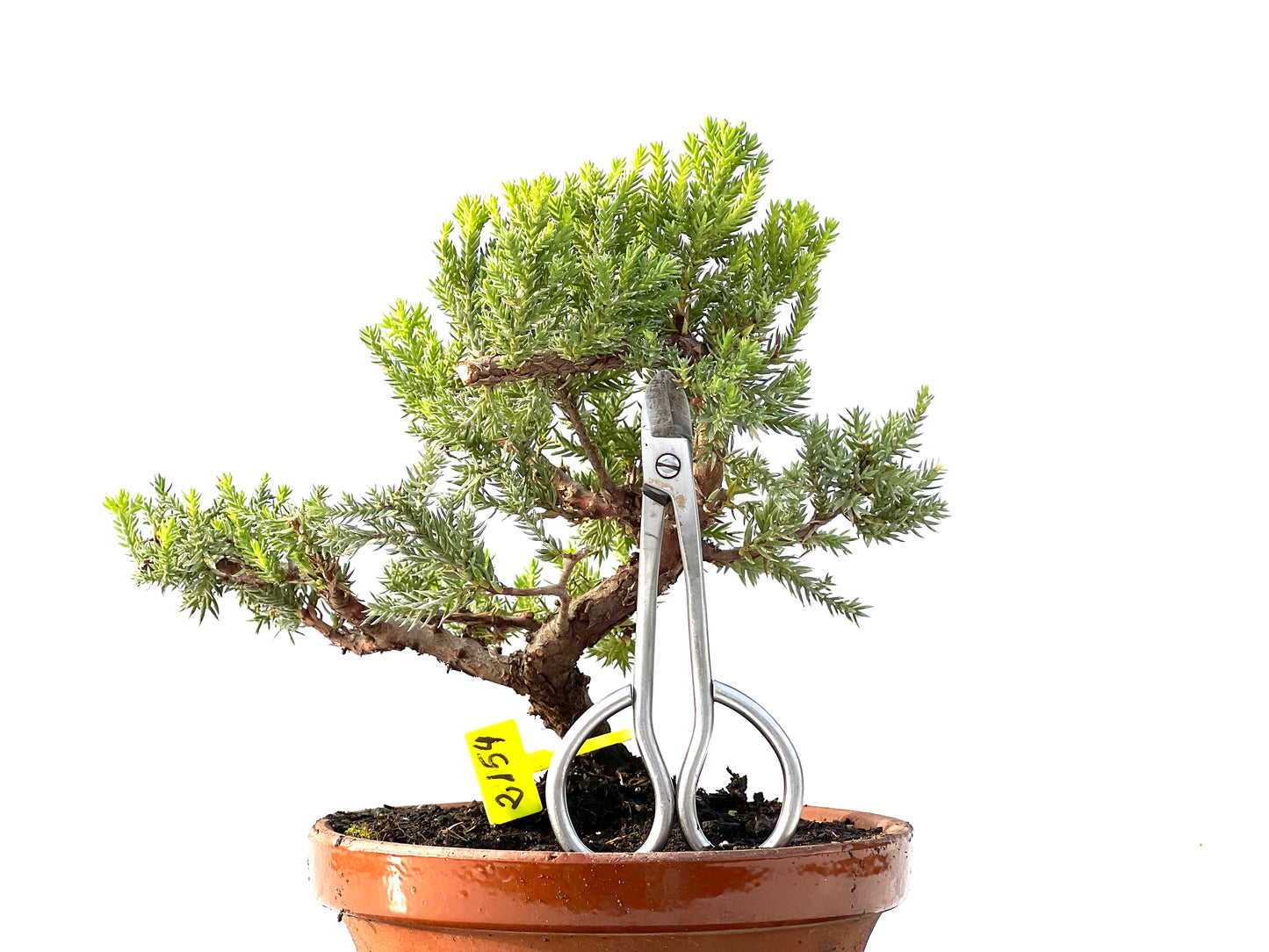 Juniperus Procumbens Nana 2154