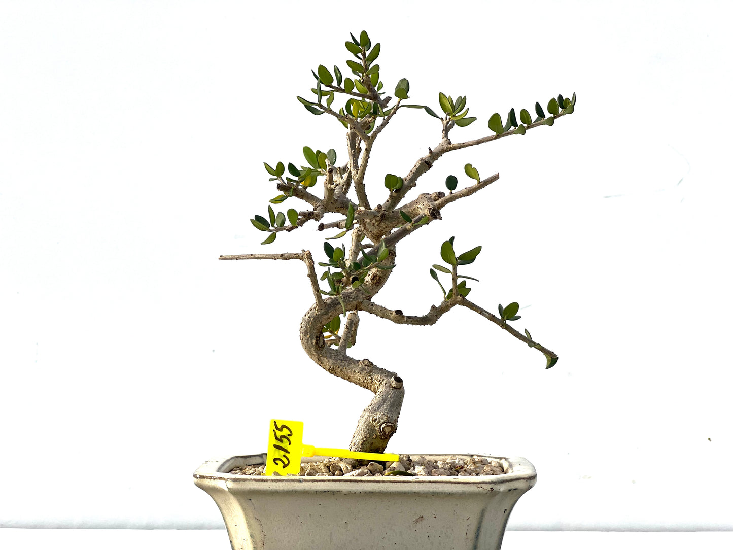 Olea Europaea Sylvestris 2155
