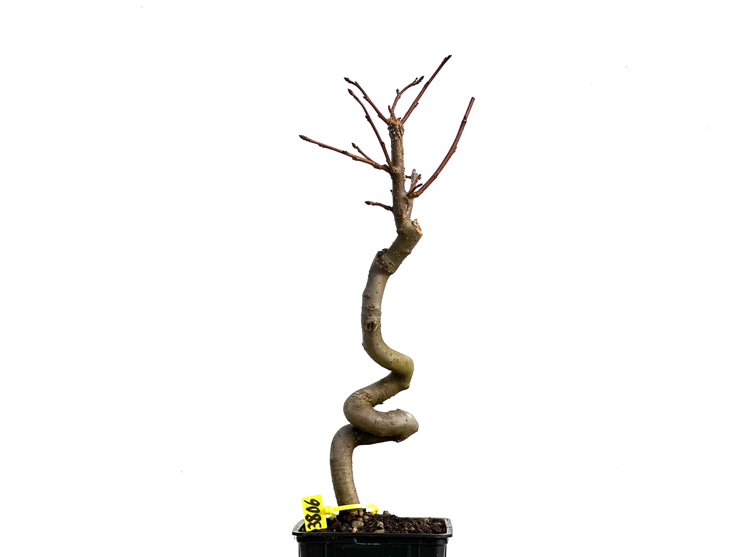 Liquidambar 3806