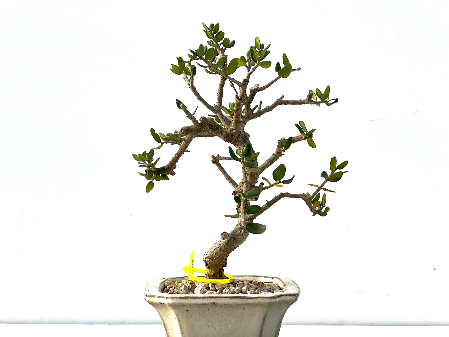 Olea Europaea Sylvestris 2155