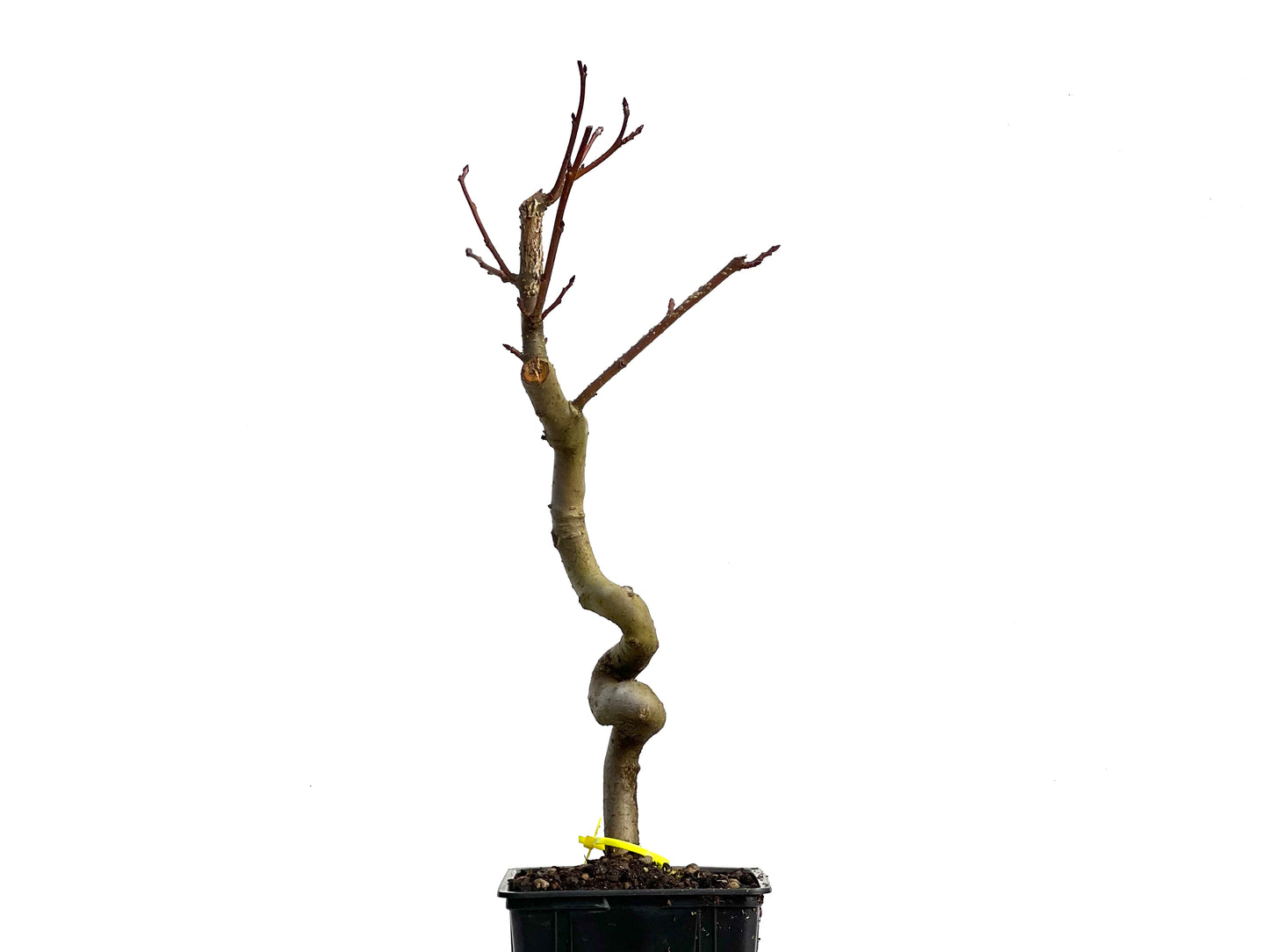 Liquidambar 3806