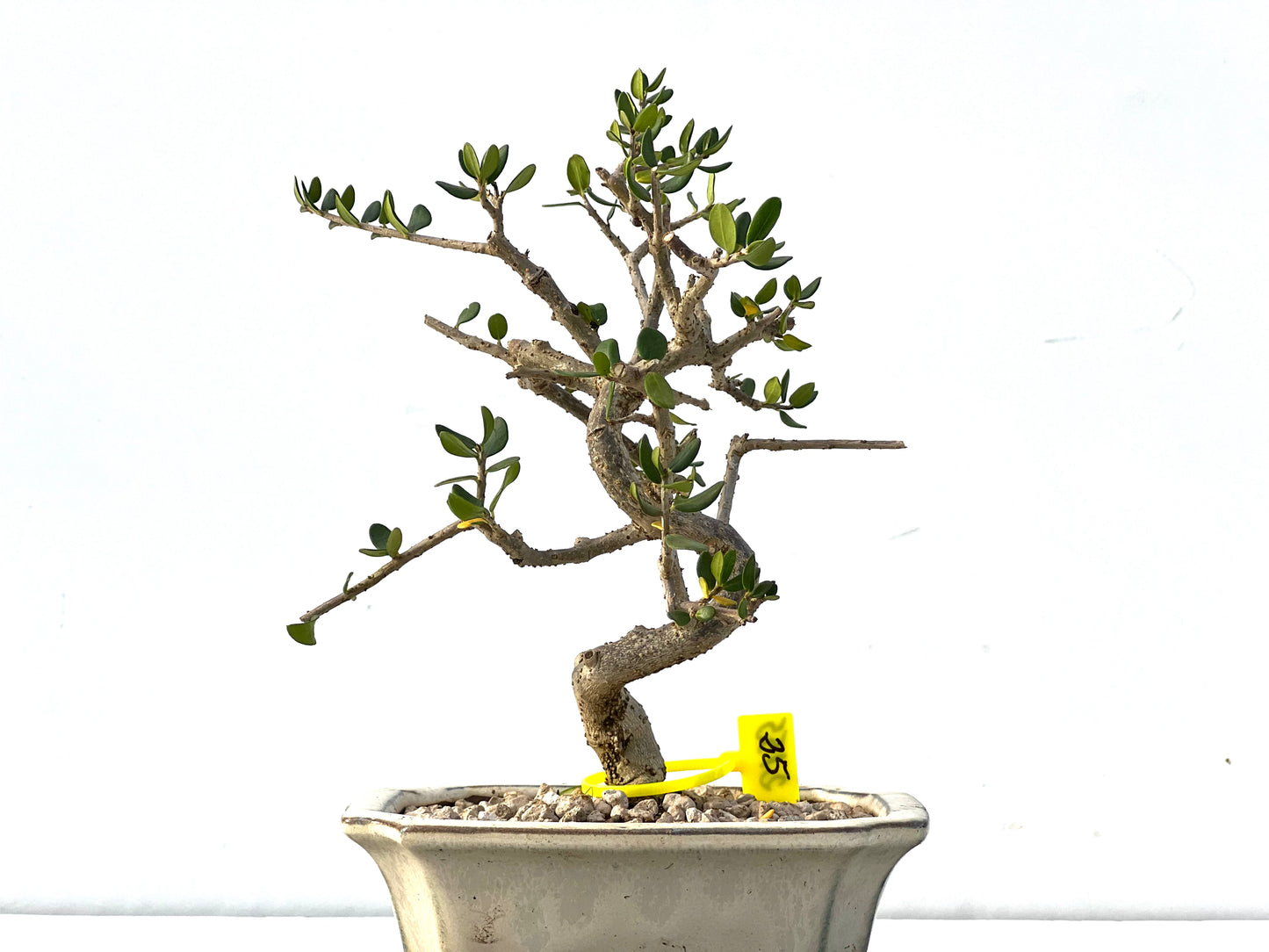 Olea Europaea Sylvestris 2155