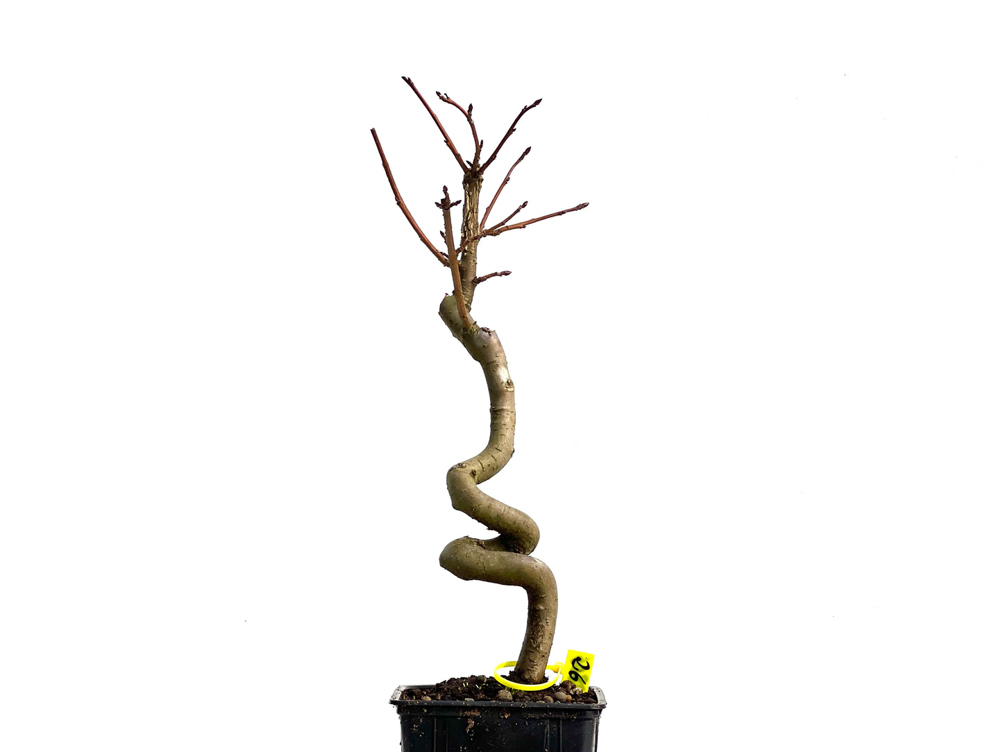 Liquidambar 3806