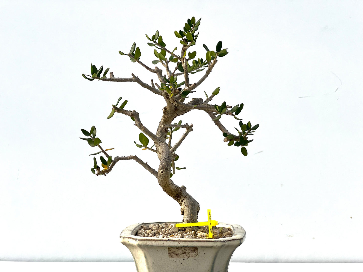 Olea Europaea Sylvestris 2155