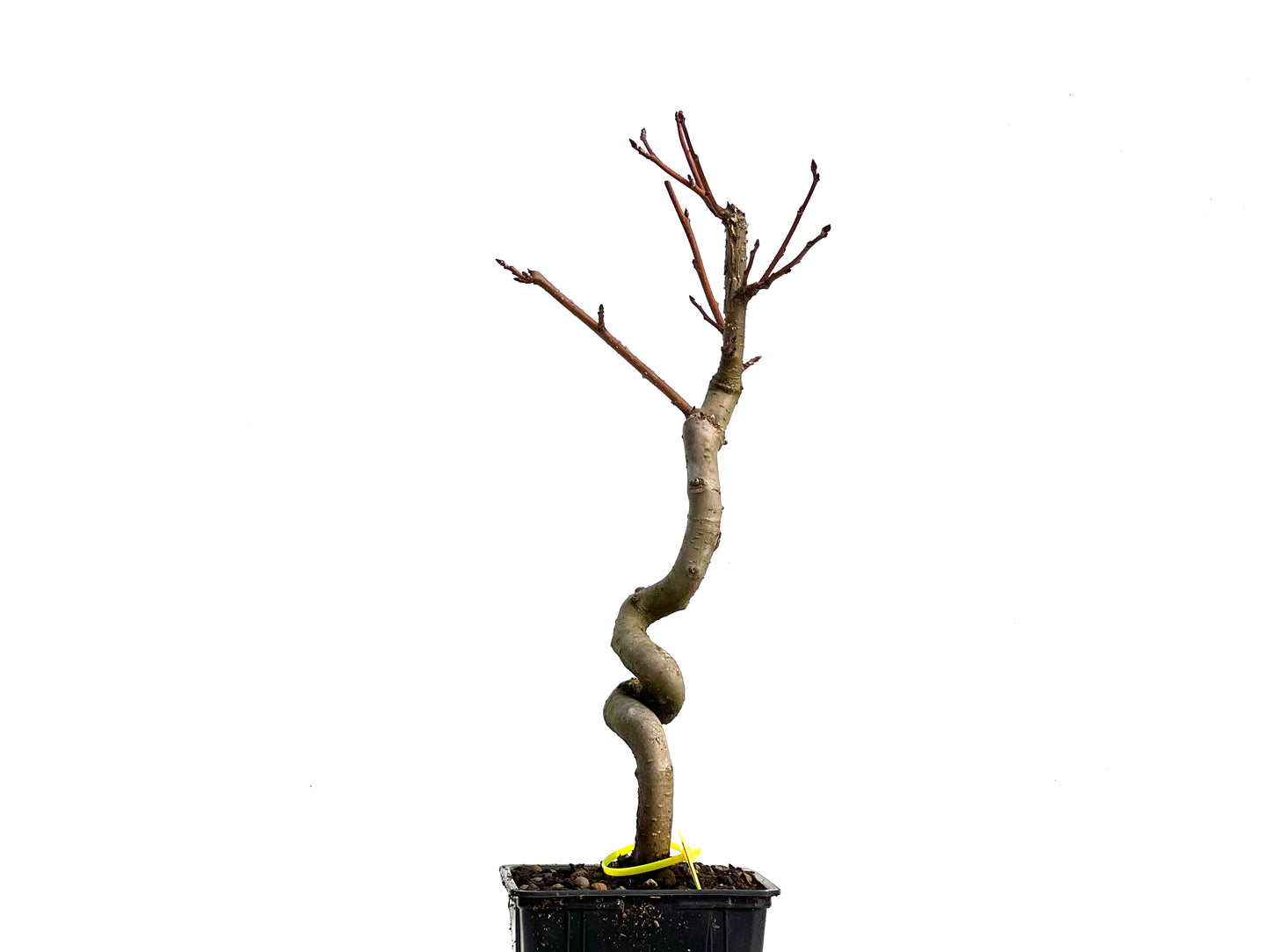 Liquidambar 3806