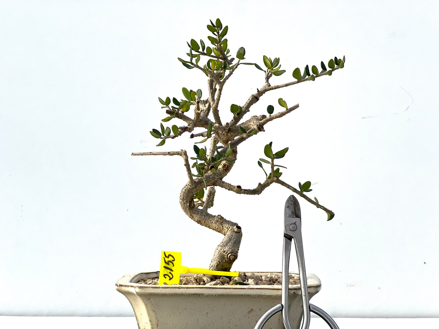 Olea Europaea Sylvestris 2155
