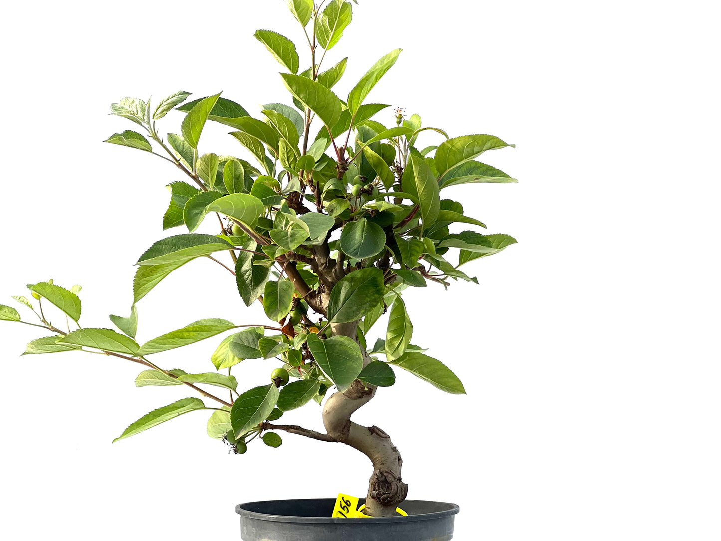 Malus 2156