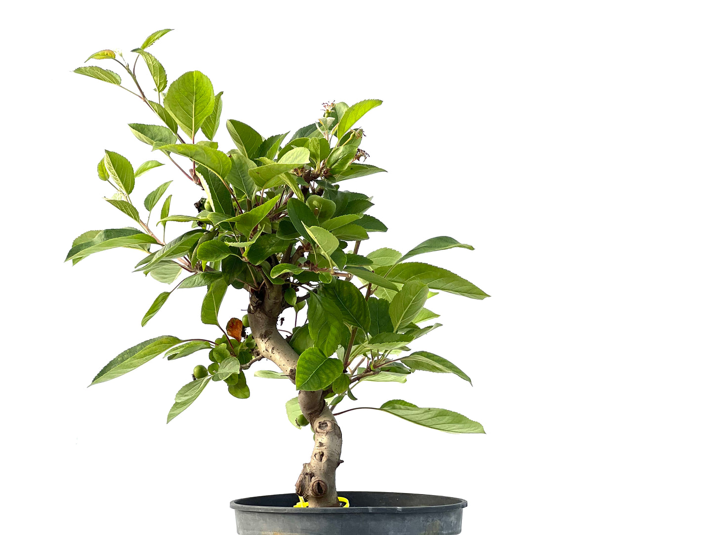Malus 2156