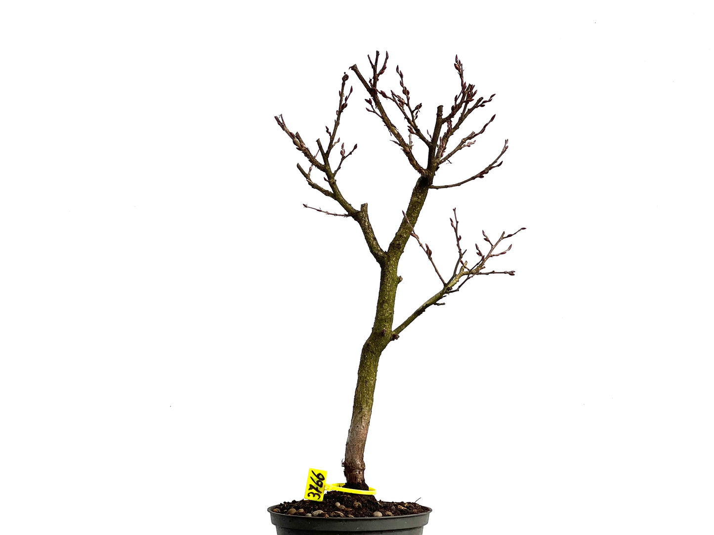 Carpinus Turczaninowii 3766