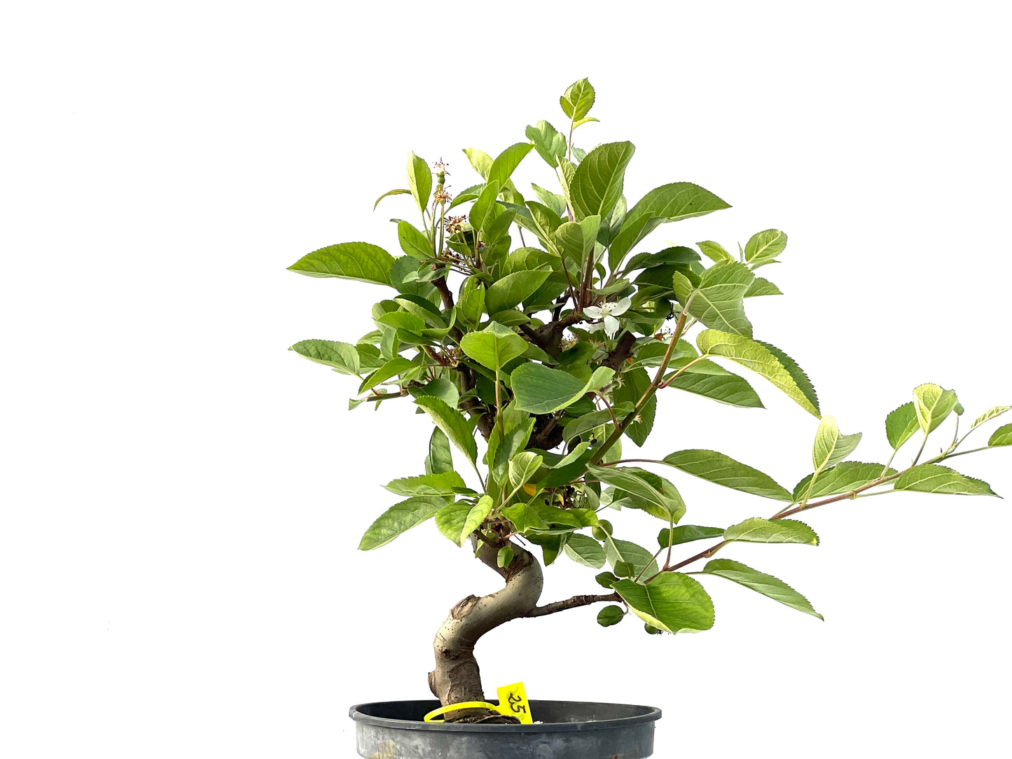 Malus 2156