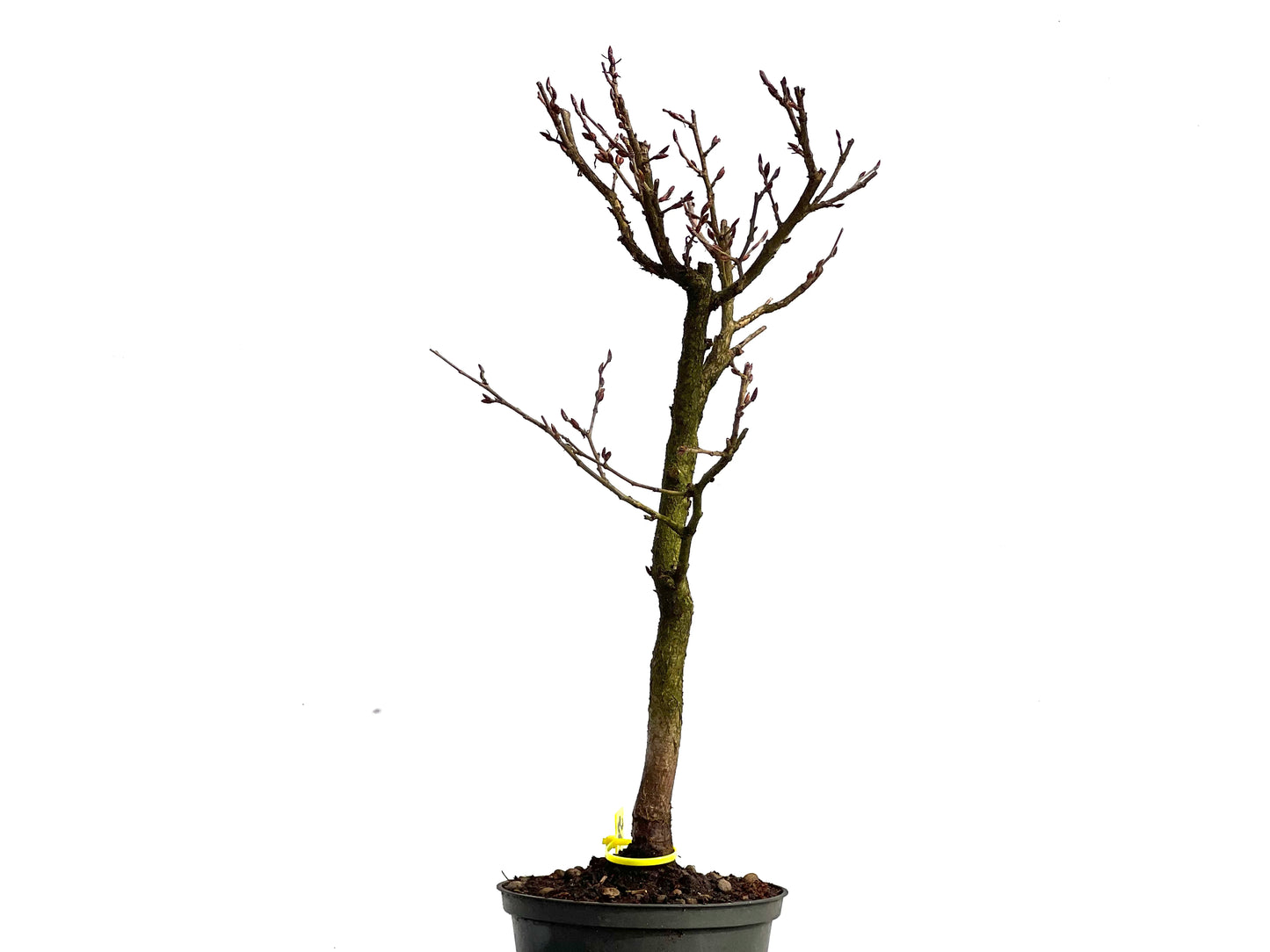 Carpinus Turczaninowii 3766