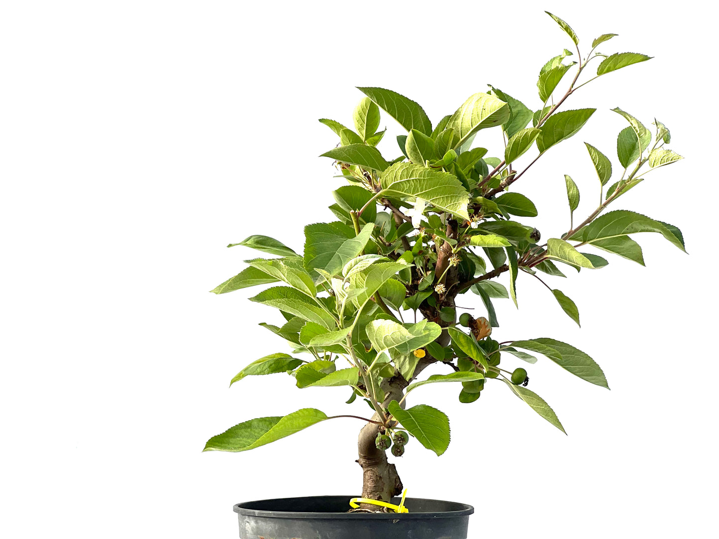 Malus 2156