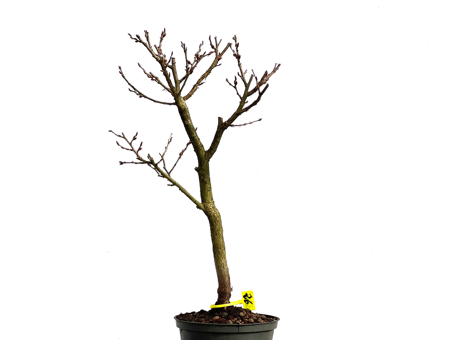 Carpinus Turczaninowii 3766