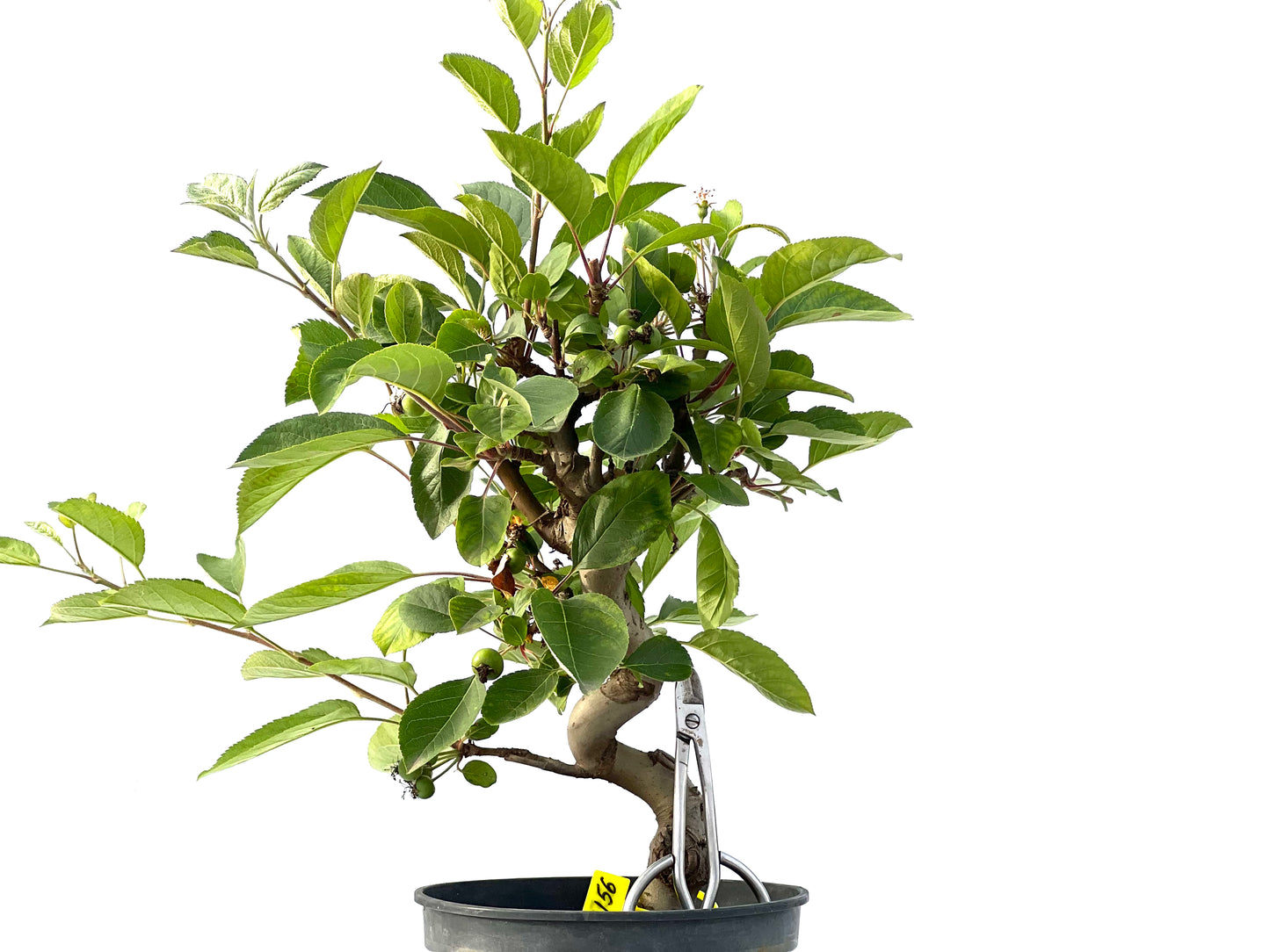 Malus 2156