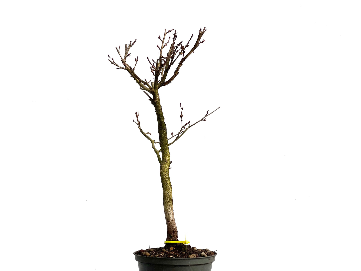Carpinus Turczaninowii 3766