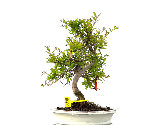 Punica Granatum Nana 2157