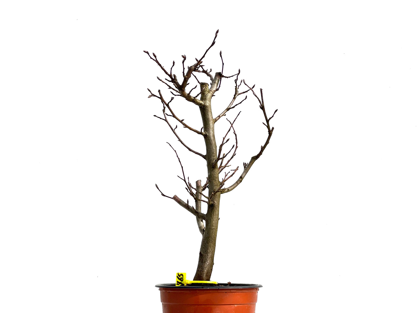 Carpinus Betulus 3765
