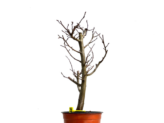 Carpinus Betulus 3765