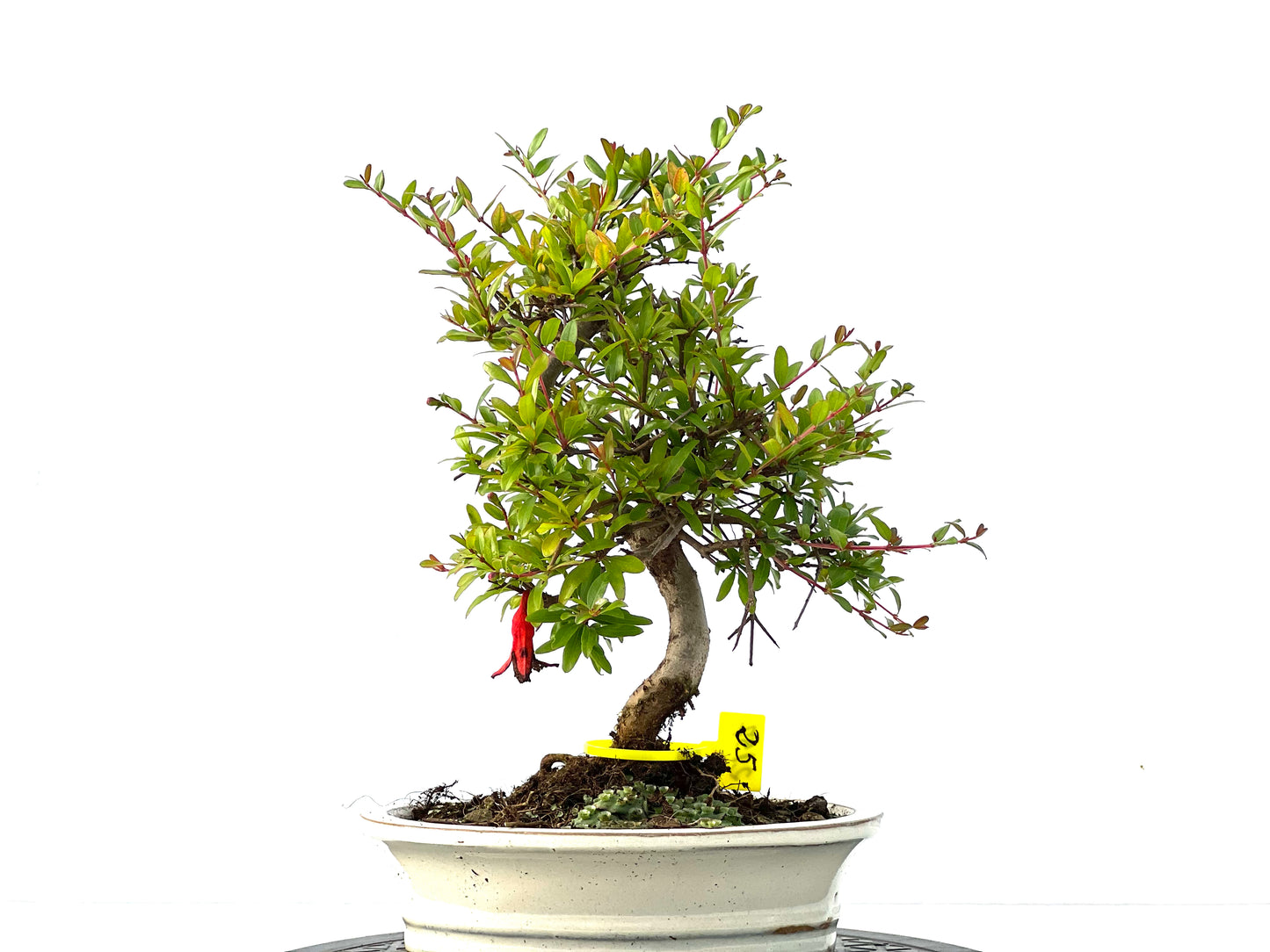 Punica Granatum Nana 2157