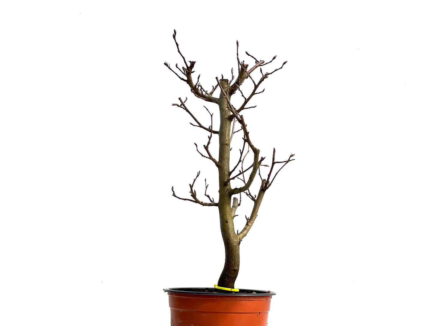 Carpinus Betulus 3765