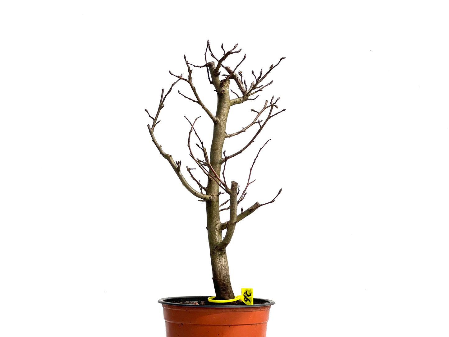 Carpinus Betulus 3765