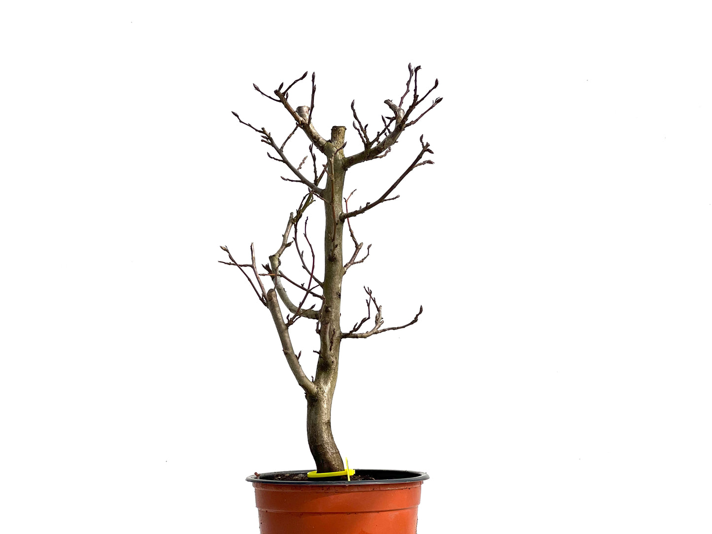 Carpinus Betulus 3765