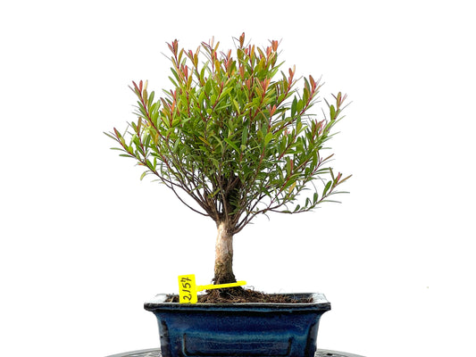 Syzigium Buxifolium 2157