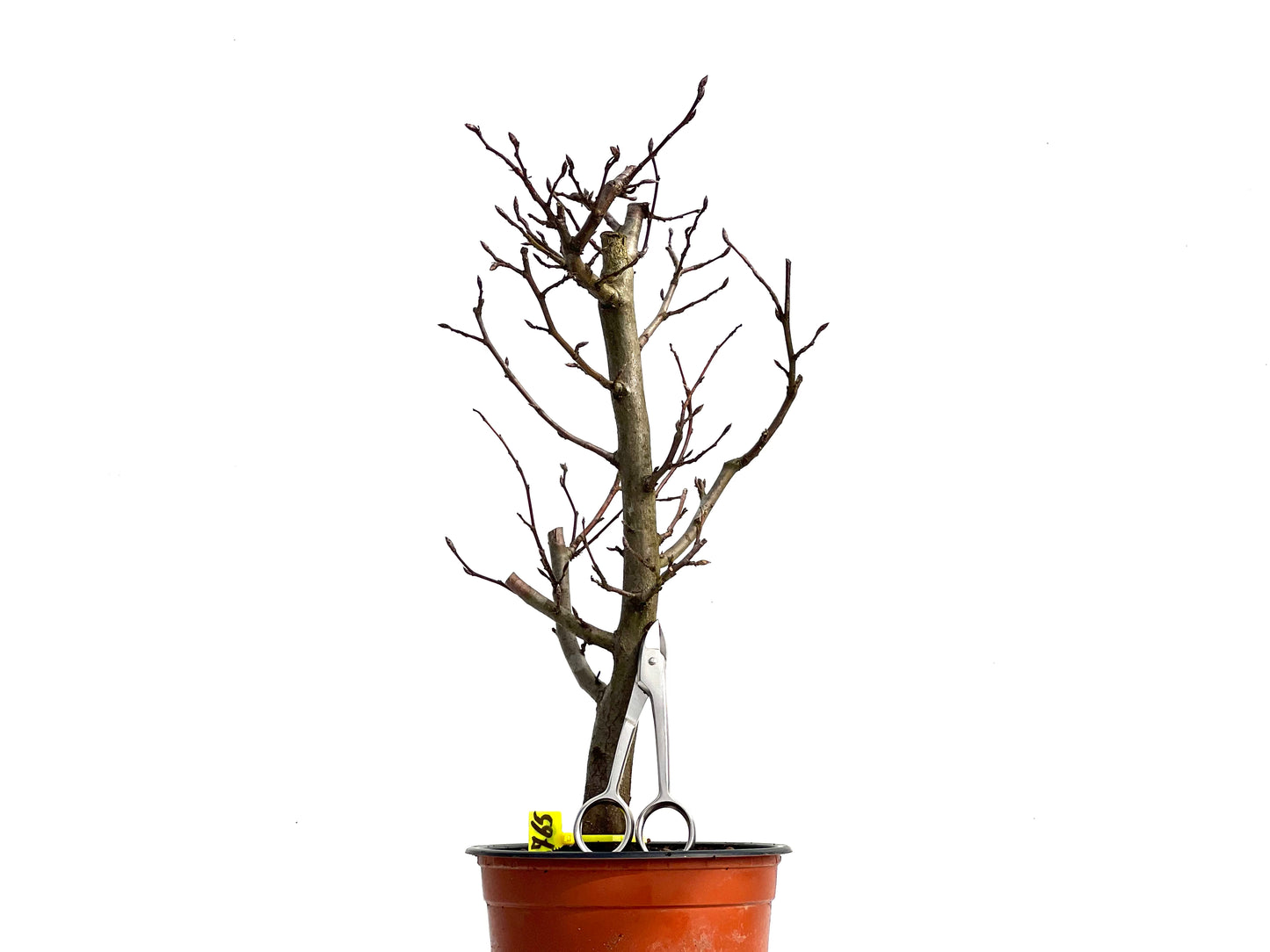 Carpinus Betulus 3765