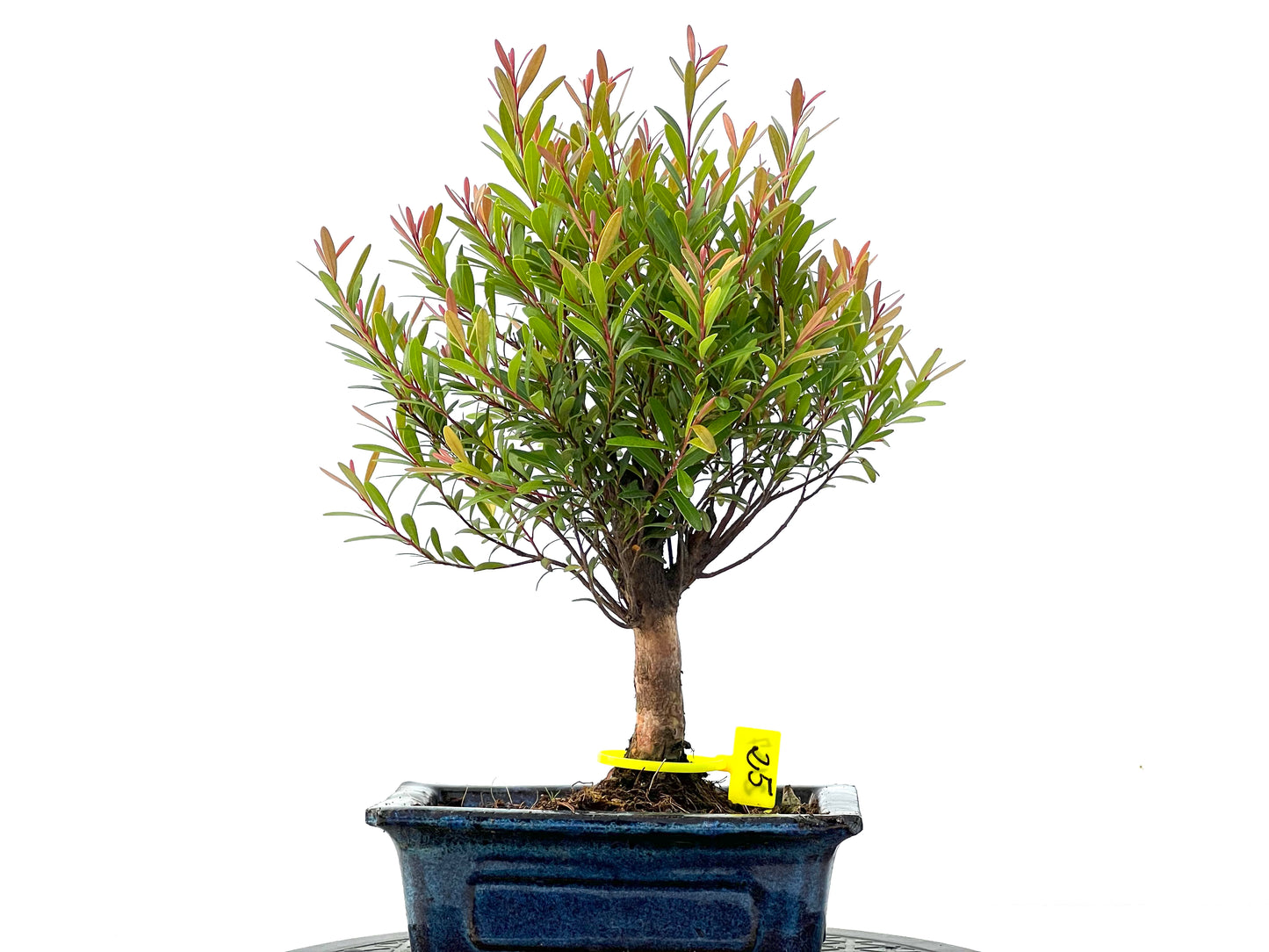 Syzigium Buxifolium 2157
