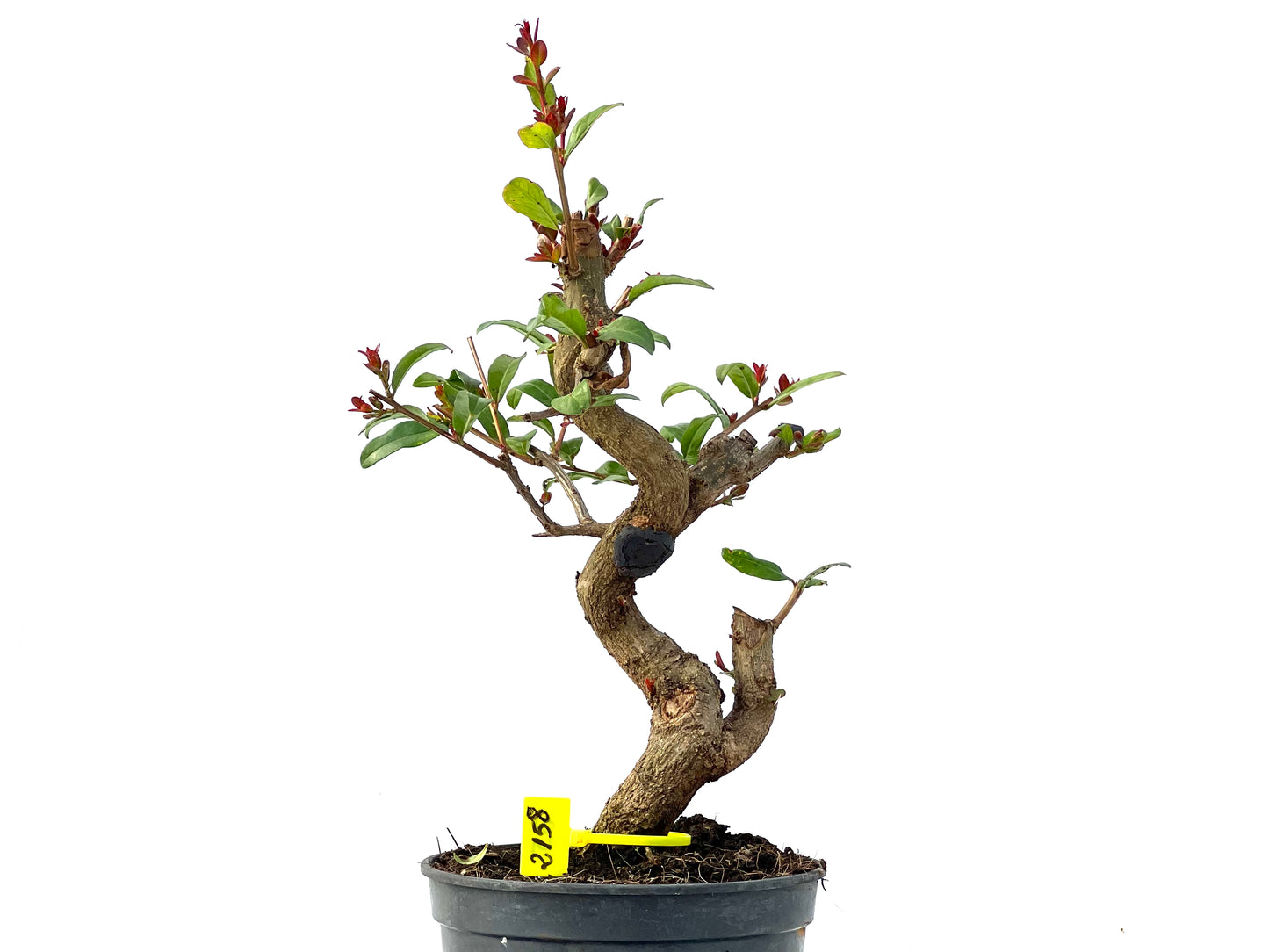 Punica Granatum Nejikan 2158