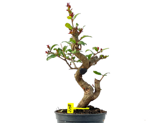 Punica Granatum Nejikan 2158